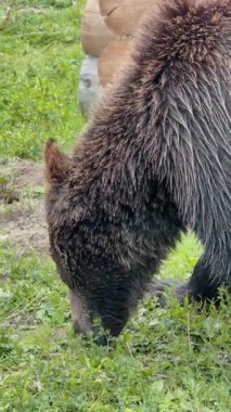 Tahta bir yapının yakınındaki yemyeşil çimlerde yiyecek arayan kalın kürklü kahverengi bir ayının yakın çekim görüntüsü.