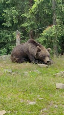 Büyük kahverengi bir ayı, yeşil ağaçlarla çevrili çimenli bir tepede huzur içinde uyuyor.