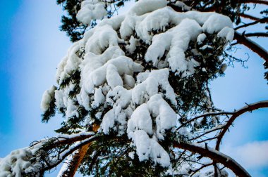 Soğuk kışta kar dalları kapladı