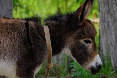 Eşek anne ve yavru tay köydeki çimenlerde otluyor.