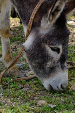 Eşek anne ve yavru tay köydeki çimenlerde otluyor.