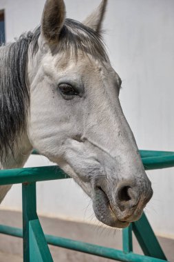Beyaz at ve siyah tay yakın planda yürüyor.