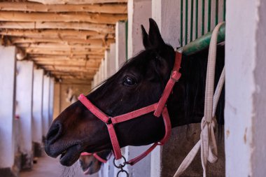 At bahçesi. Atlar ahırdan dışarı bakar.