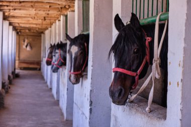 At bahçesi. Atlar ahırdan dışarı bakar.