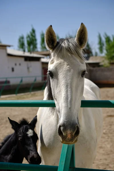 Λευκό Άλογο Και Μαύρο Πουλάρι Περπατούν Στο Κεφάλαιο Closeup — Φωτογραφία Αρχείου