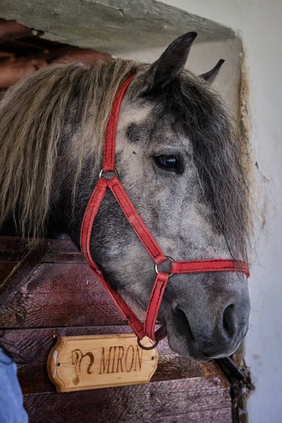 Γκρι Άλογο Κοιτάζει Έξω Από Ένα Στάβλο Γκρο Πλαν — Φωτογραφία Αρχείου