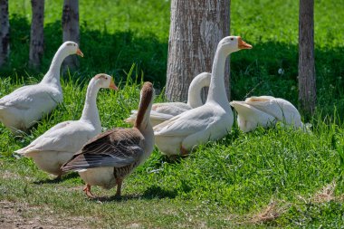 Yeşil çimenlikteki beyaz kazlar yakın planda yürüyorlar.