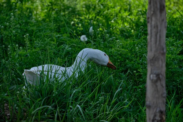 Gansos Blancos Hierba Verde Paseo Por Campo Cerca — Foto de Stock