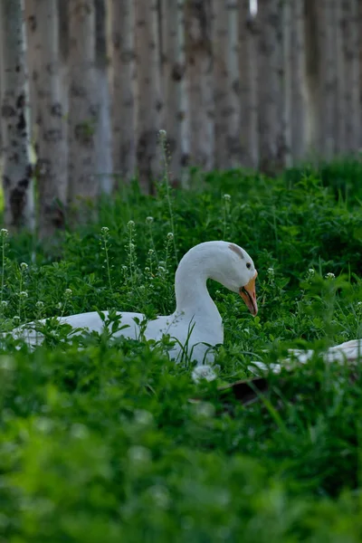 White Geese Green Grass Walk Field Close — Stock Photo, Image