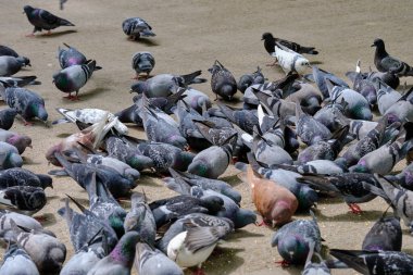 Taşkent 'te bir güvercin sürüsü yayaya çıkmış, yemek yiyor.