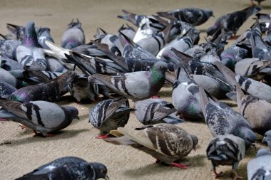 Taşkent 'te bir güvercin sürüsü yayaya çıkmış, yemek yiyor.