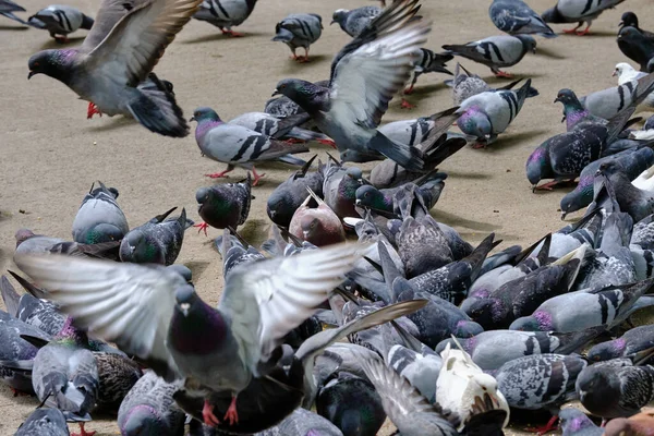 Taşkent Bir Güvercin Sürüsü Yayaya Çıkmış Yemek Yiyor — Stok fotoğraf