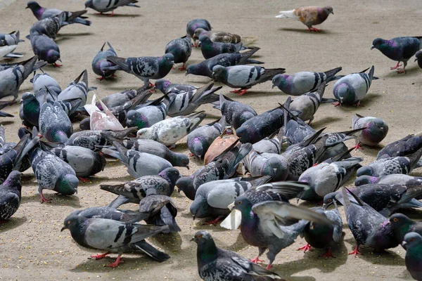 Taşkent Bir Güvercin Sürüsü Yayaya Çıkmış Yemek Yiyor — Stok fotoğraf