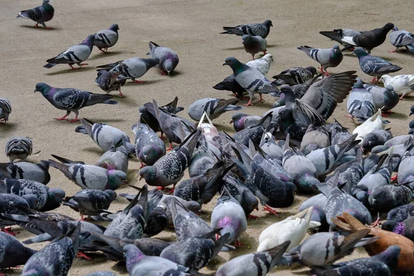 Taşkent Bir Güvercin Sürüsü Yayaya Çıkmış Yemek Yiyor — Stok fotoğraf