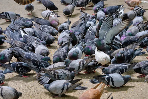 Taşkent Bir Güvercin Sürüsü Yayaya Çıkmış Yemek Yiyor — Stok fotoğraf