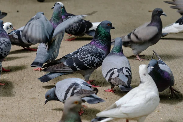 Taşkent Bir Güvercin Sürüsü Yayaya Çıkmış Yemek Yiyor — Stok fotoğraf