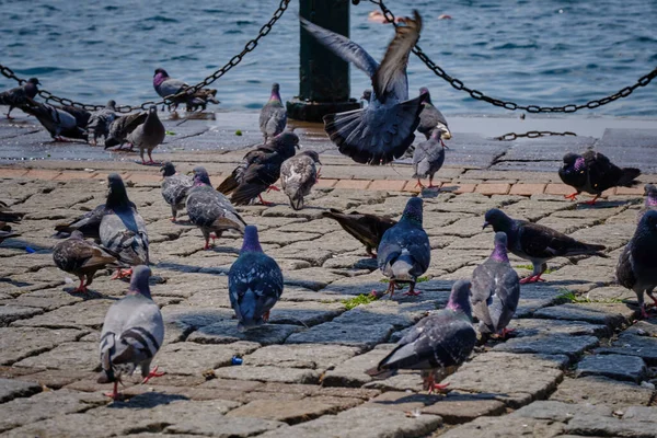Stanbul Türkiye Ortakoy Camii Yakınlarındaki Boğaz Kıyısında Güvercinler — Stok fotoğraf