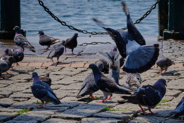 Istanbul Turkiet Duvor Stranden Bosporen Nära Ortakoy Moskén — Stockfoto