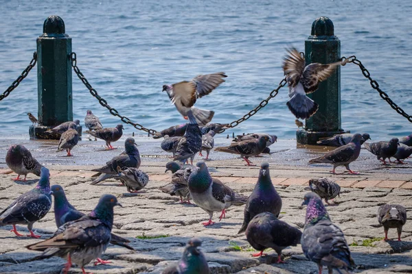Istanbul Turkiet Duvor Stranden Bosporen Nära Ortakoy Moskén — Stockfoto