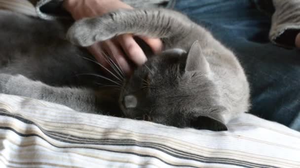 Knappe jongeman knuffelen zijn grijs kat huisdier — Stockvideo