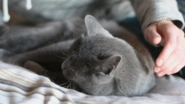 Yakışıklı genç adam Gri Kedi Evcil hayvanını kucaklıyor