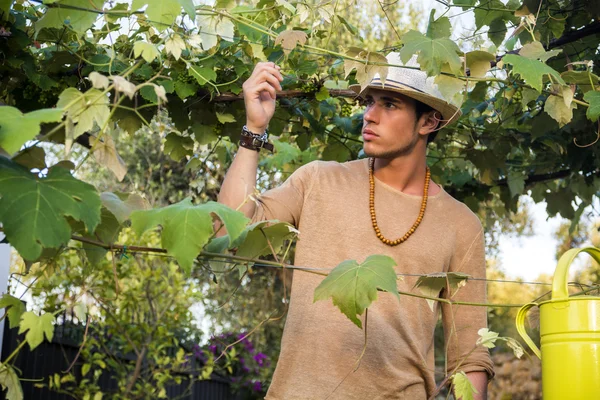 Oldalnézet fiatal férfi kalapban nézi szőlő levelek — Stock Fotó