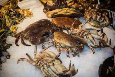 Buz üzerinde taze deniz Yengeç