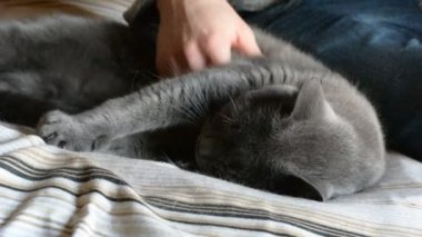 Yakışıklı genç adam Gri Kedi Evcil hayvanını kucaklıyor