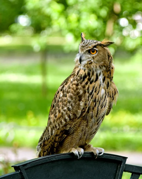 Avrasya Kartalı Baykuşu, bubo bubo, parlak yeşil bulanık arkaplan — Stok fotoğraf