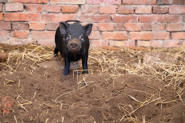A small Vietnamese mini pig in front of brick wall of pig pen