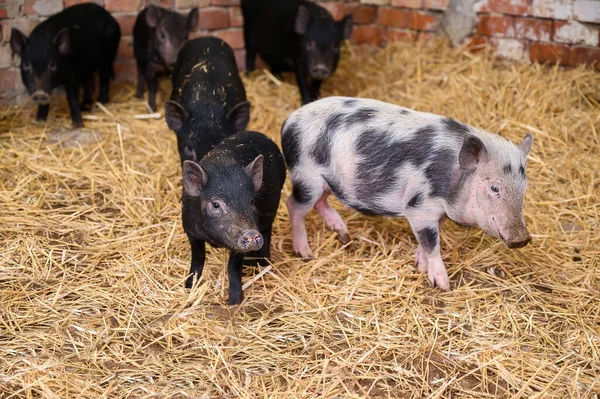Vietnamese mini pigs stay on straw in pig sty