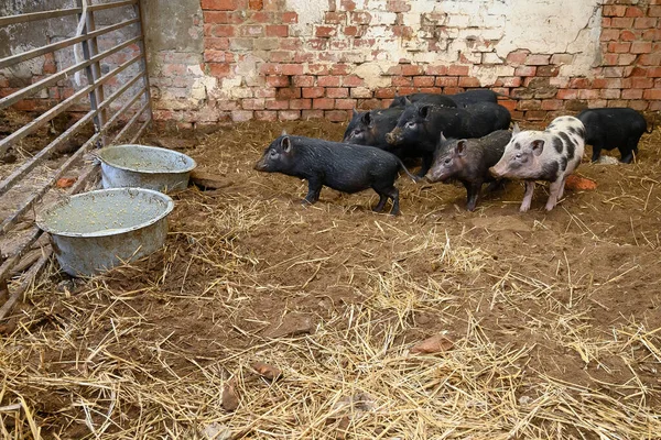 Vietnamese mini pigs ready to eat from feeding bowls in pig sty