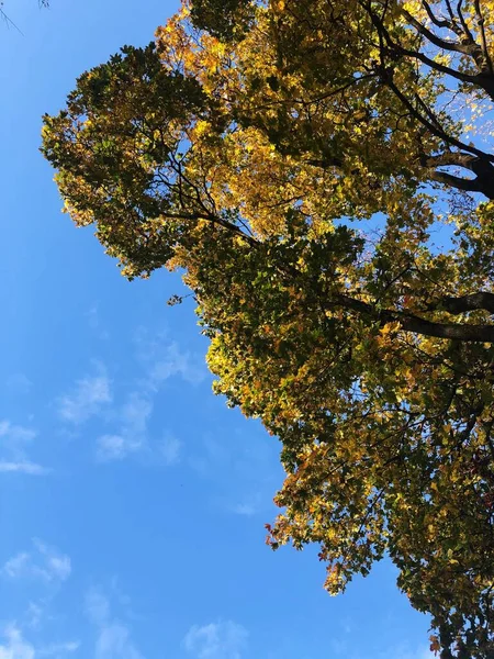 Bela Paisagem Nuvens Árvore Outono — Fotografia de Stock