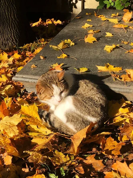 Hermoso Gato Tumba Otoño —  Fotos de Stock