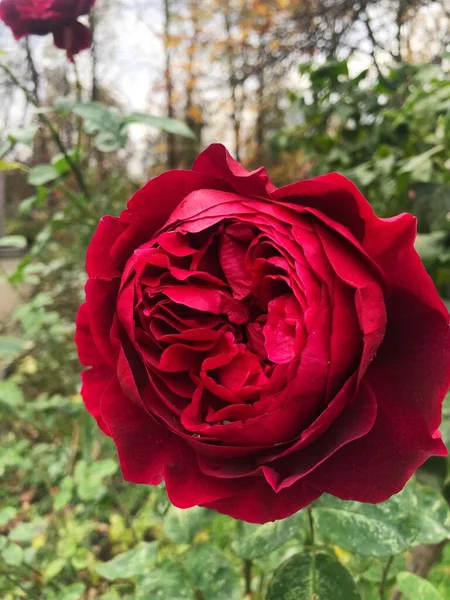 Hermosa Rosa Roja Parque Macro — Foto de Stock