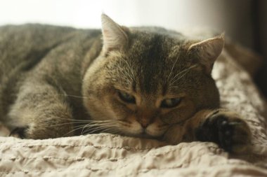 Güzel gri İskoç kedisi yatağın üstünde