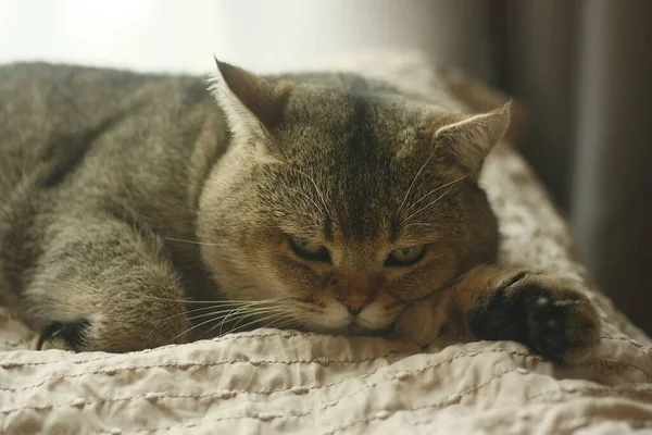 美丽的苏格兰灰猫躺在床上 — 图库照片