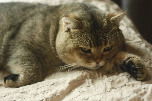 Hermoso Gris Escocés Plegable Gato Cama — Foto de Stock