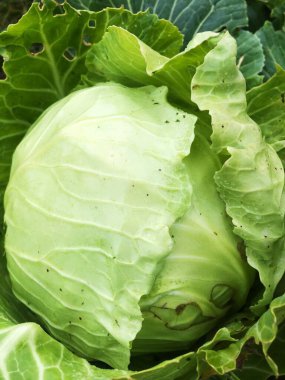 Bahçedeki makroda taze yeşil lahana