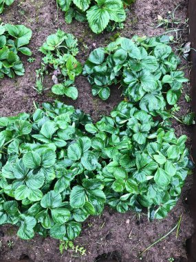 Bahçe manzarasında yeşil çilek yaprakları