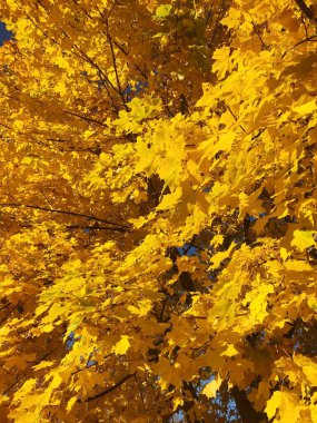 Sarı sonbahar yapraklı güzel manzara ağacı