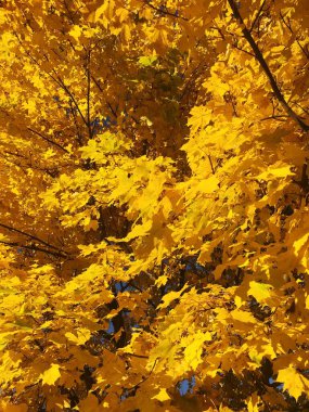 Sarı sonbahar yapraklı güzel manzara ağacı