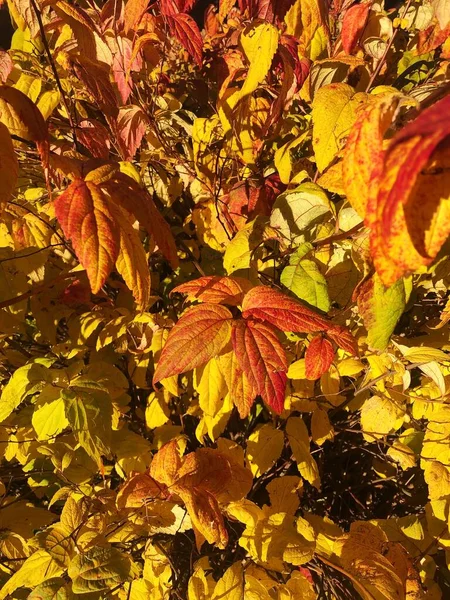 Krzew Czerwonymi Żółtymi Jesiennymi Liśćmi — Zdjęcie stockowe