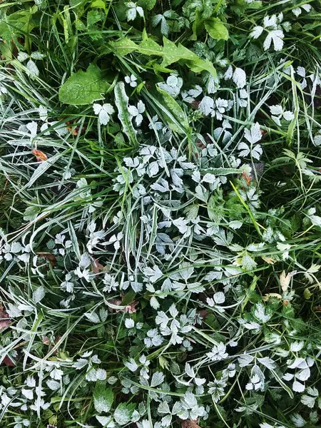 Der Erste Frost Auf Dem Grünen Gras — Stockfoto