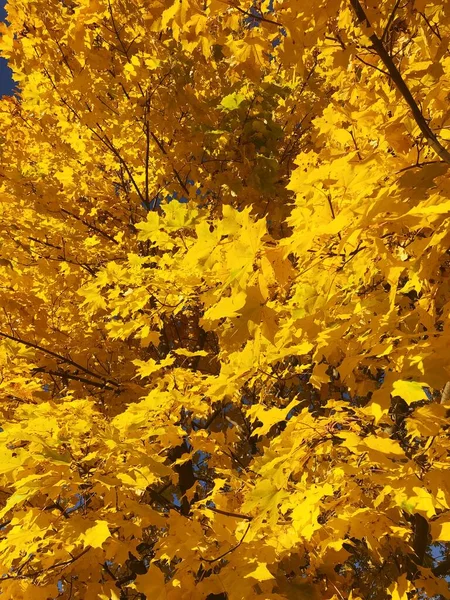 Прекрасне Дерево Жовтим Осіннім Листям — стокове фото