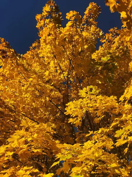 Красивое Дерево Желтыми Осенними Листьями — стоковое фото