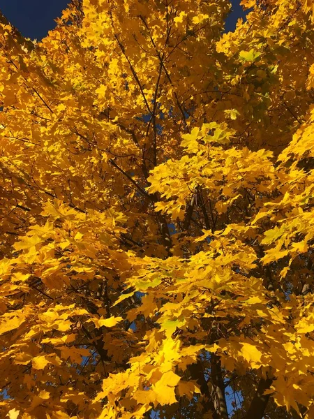 Sarı Sonbahar Yapraklı Güzel Manzara Ağacı — Stok fotoğraf