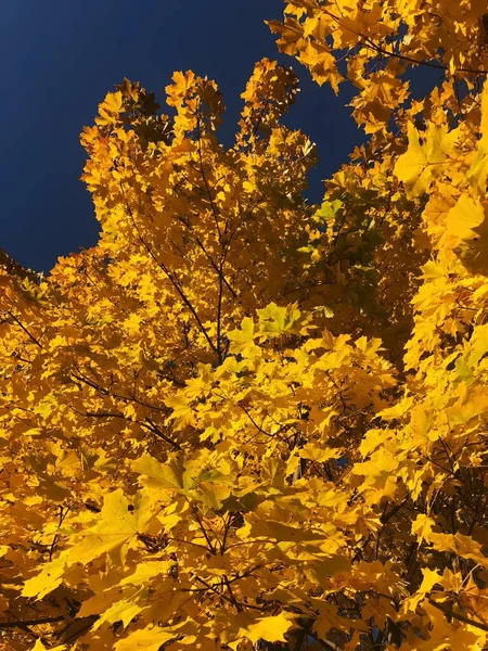 Красивое Дерево Желтыми Осенними Листьями — стоковое фото