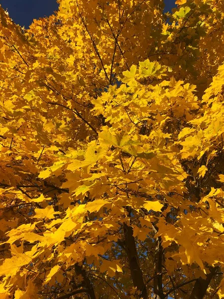 Sarı Sonbahar Yapraklı Güzel Manzara Ağacı — Stok fotoğraf