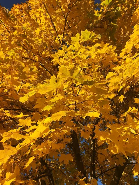 Schöner Baum Mit Gelben Herbstblättern — Stockfoto